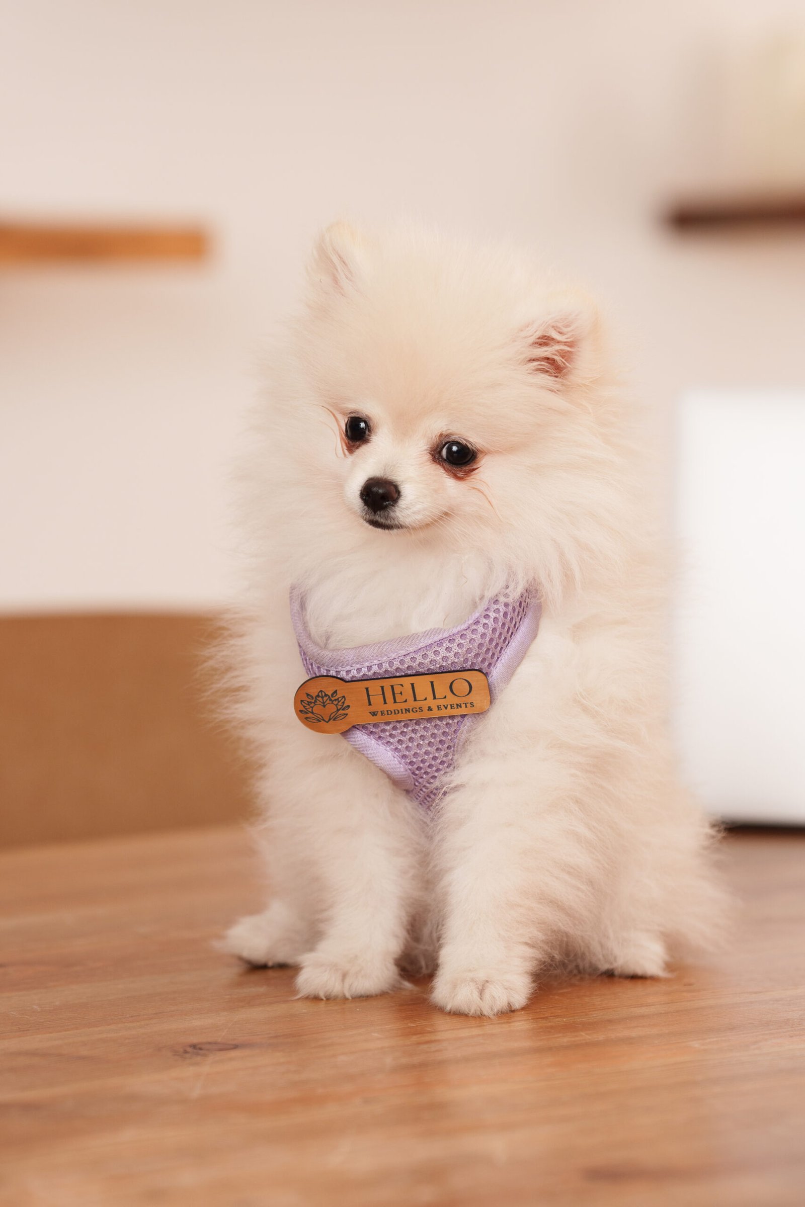 Prince H.