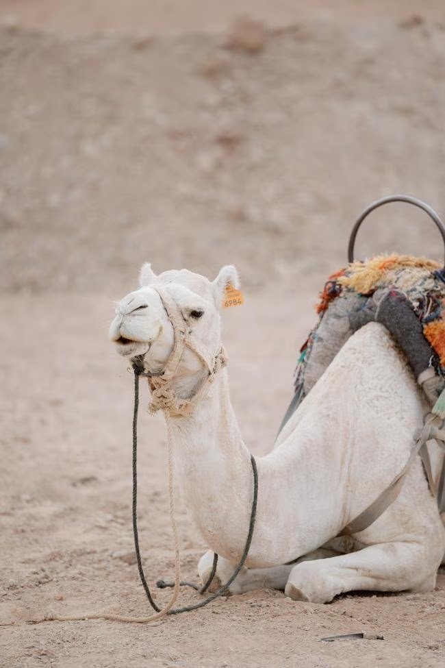 Rhea & Siva — Ksar Char Bagh Marrakech